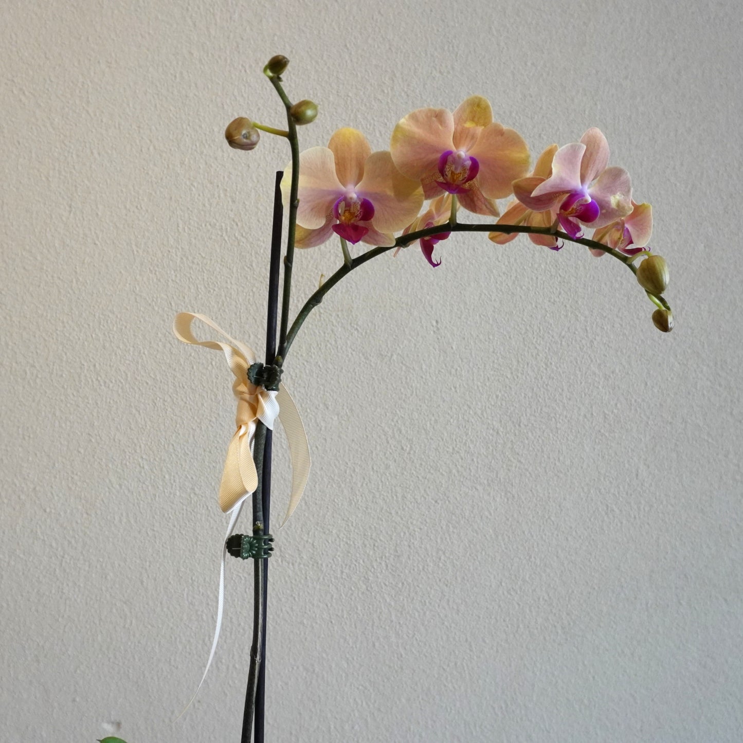 Pink orchid branch with a beige ribbon against a light gray background