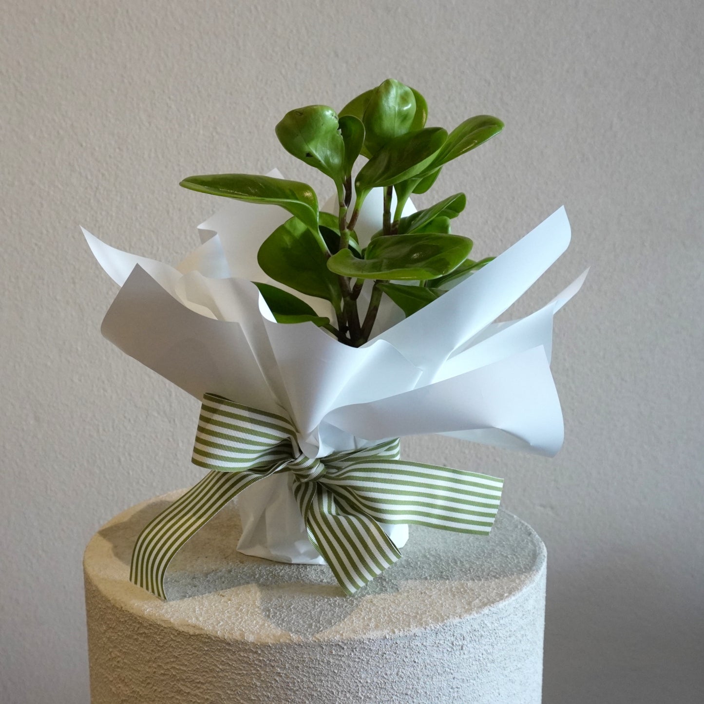 Small potted plant wrapped in white paper with a green and white striped bow on a neutral background