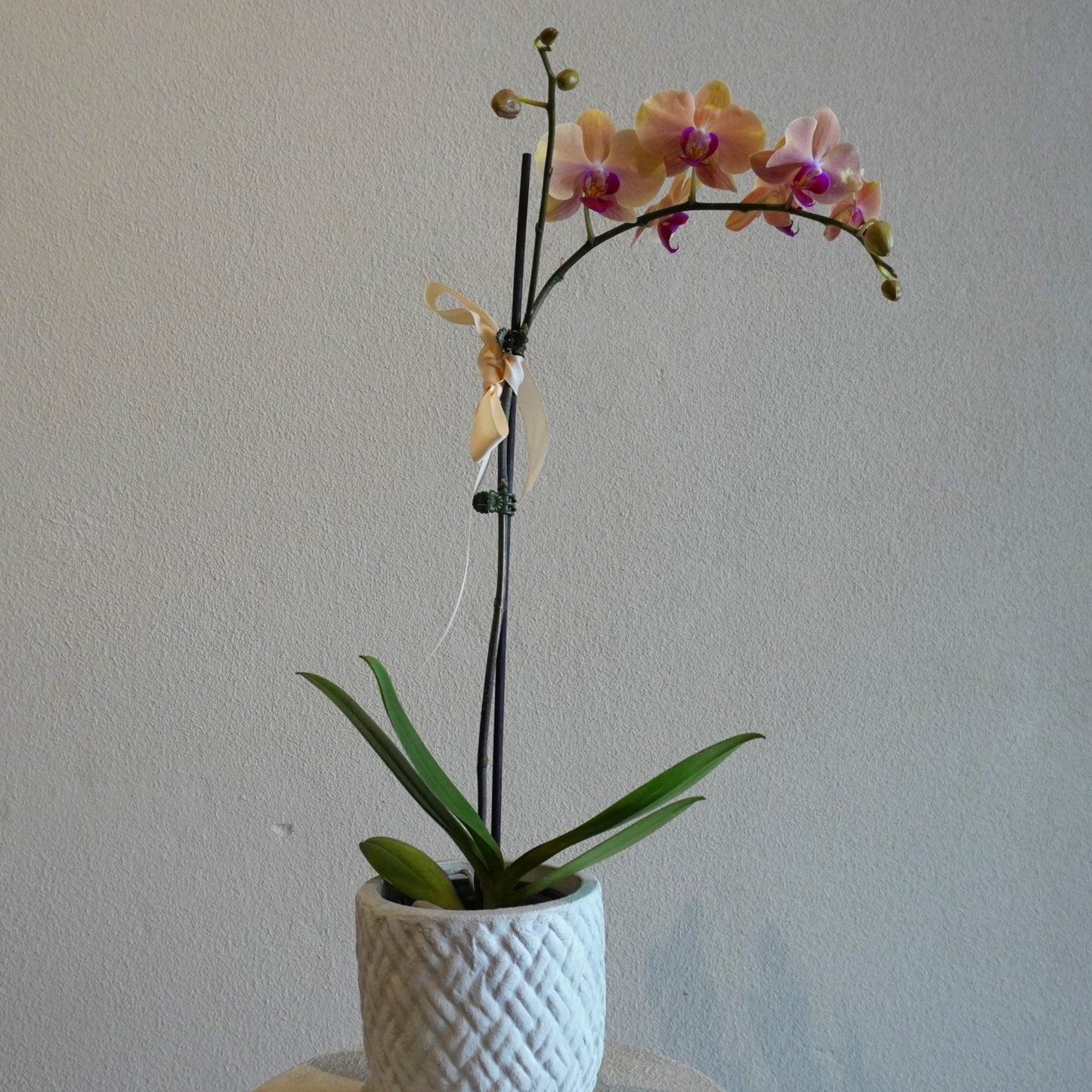 Potted orchid with pink flowers on a plain background