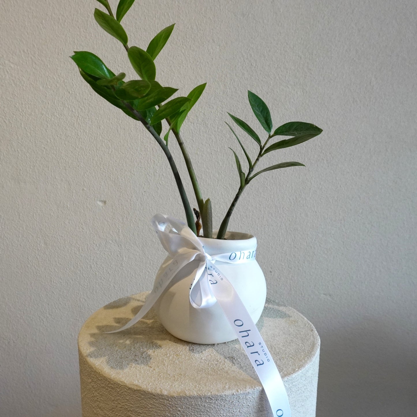 Small white vase with a plant and ribbon on a textured surface against a plain wall.