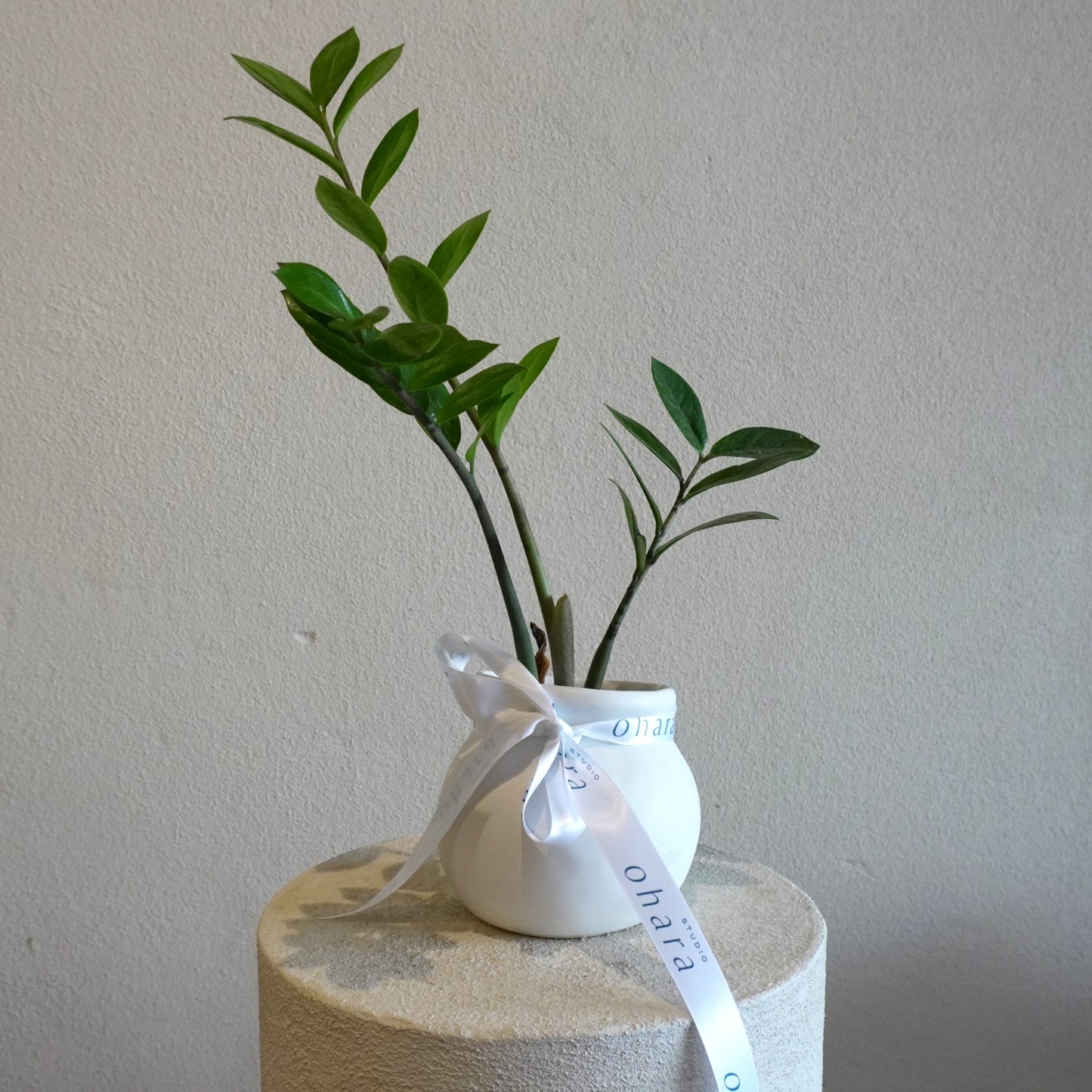 Small potted plant in a white vase with a ribbon on a textured surface against a plain background