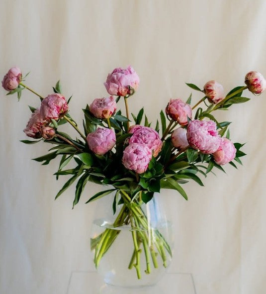 Bouquet of pink peonies in a clear vase against a white background